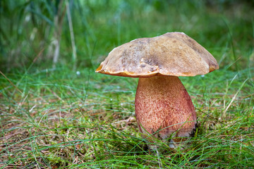 Edible mushroom Neoboletus luridiformis in grass with blurred background
