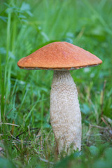 Amazing edible mushroom known as orange birch bolete