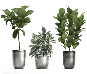 Ornamental plants in pots ficus	