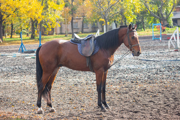 Obraz premium Horse with a saddle on the racetrack during training. Animals