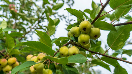 apples on a tree close-up