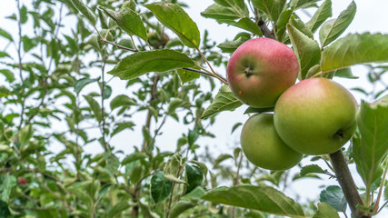 apples on a tree close-up
