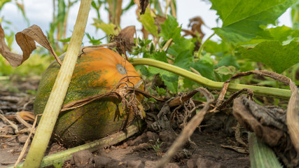 pumpkin grows on the ground