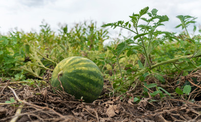 small watermelon grows on the ground