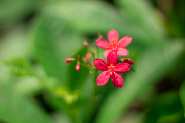 Red flowers with a green leaf background