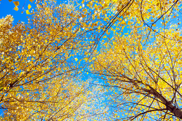 bright yellow autumn leaves