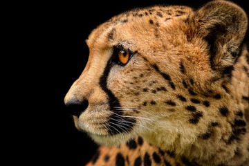 Detail cheetah on black background © denisapro