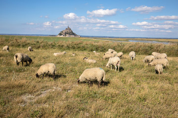 Obraz premium A flock of sheep grazing on the salt meadows close to the Mont Saint-Michel tidal island under a summer blue sky. Le Mont Saint Michel, France