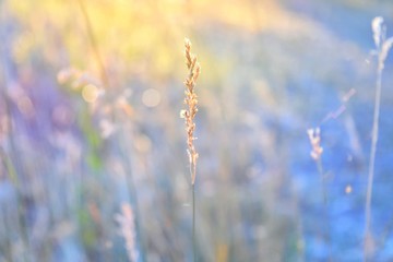 Beautiful landscape. Yellow dry tiny spike with selective focus on a golden field with bokeh and...