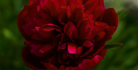 Red peony flower on greenery background.