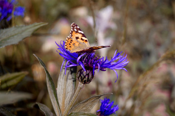 Purple cornflower flower with butterfly.