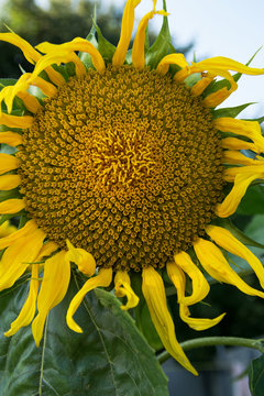 Vertical photo of a yellow and blooming sunflower in the garden