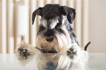Miniature Schnauzer dog is looking its reflection in the glass table