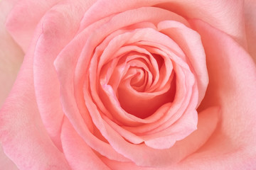 Fototapeta na wymiar pink rose background