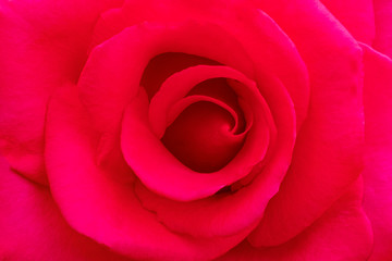 red rose on black background