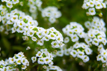 Flowers of a Sweet Alyssum or Lobularia maritima macro shot