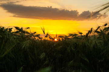 Sun Shining over Wheat Field at Dawn or Sunset