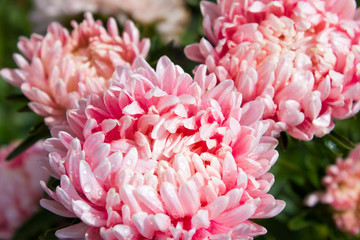 bouquet of pink flowers