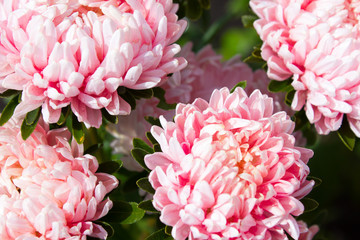 bouquet of pink flowers