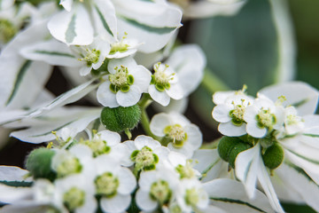 Euphorbia marginata flower macro shot in greenhouse
