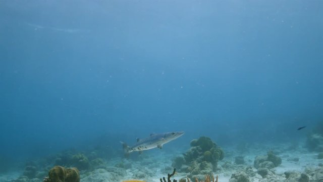 Seascape of coral reef in the Caribbean Sea around Curacao with Barracuda, coral and sponge