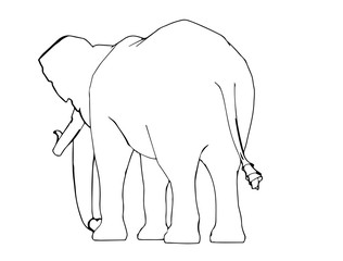 sketch of animal elephant isolated vector