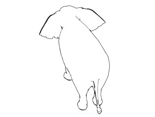 sketch of animal elephant isolated vector