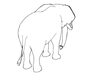 sketch of animal elephant isolated vector