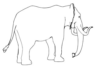 sketch of animal elephant isolated vector