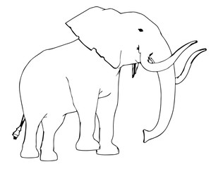 sketch of animal elephant isolated vector