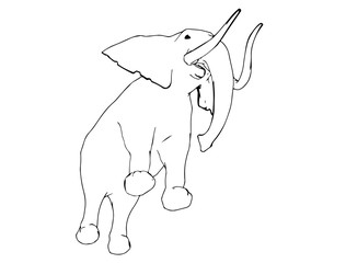 sketch of animal elephant isolated vector