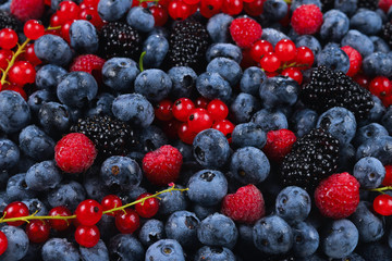 Blackberry, raspberry, blueberry,  red currant and mint background.