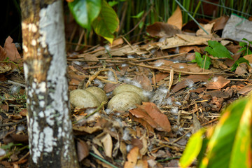 Wild black swan nest with eggs