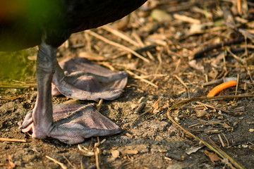 Wild black swan nest with eggs