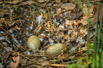 Wild black swan nest with eggs
