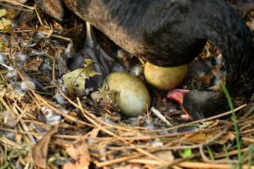 Naklejka na ściany i meble Wild black swan nest with eggs