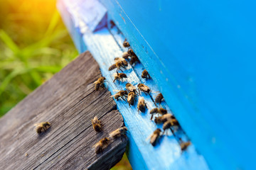 Bees returning from honey collection. Honey bees in blue hive entrance. Apis mellifera colony. Flying beekeeping bees. Summer in the apiary.