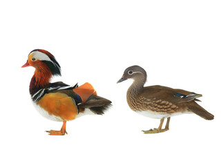 Mandarin ducks isolated on white