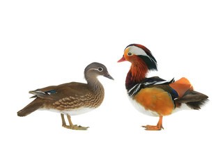 Mandarin ducks isolated on white