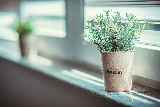 Rosemary plant well lit by the window full of collors