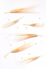 Barley spikes on white background