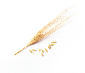 Barley spikes on white background