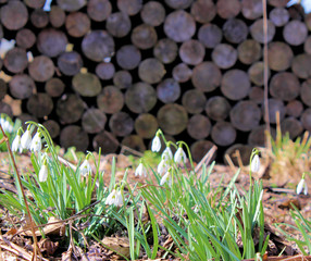 snowdrops in the forest