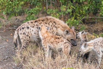 Spotted hyaena mother, Crocuta crocuta, with three cubs