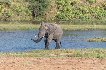 African Elephant emerging from the Letaba River