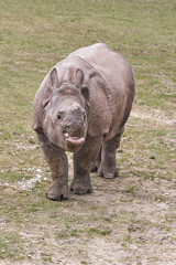 Rhino in park 