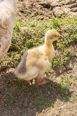 Yellow goose chick, poultry in nature, fluffy white goose cub