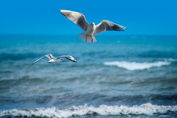 Pair of seagulls are flying at the beach, ocean as background