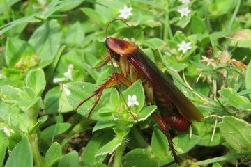 American cockroach on plant background in Florida nature, closeup
