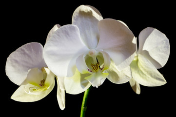 Fototapeta na wymiar a group of white orchid flowers on black background